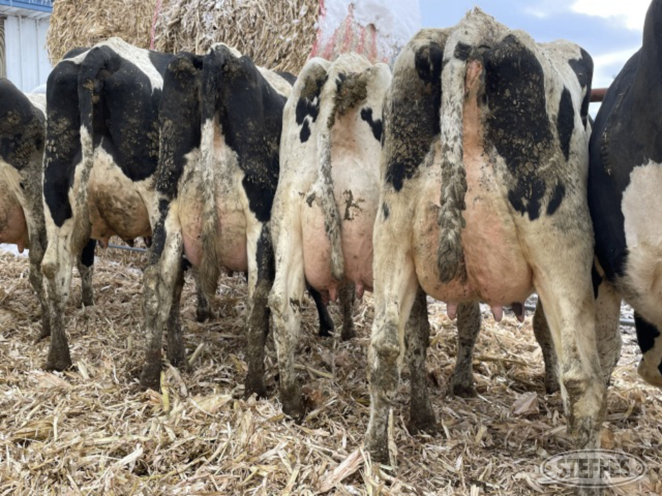 (23 Head) Holstein cows
